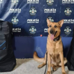 Detienen a narcomenudista con 87 dosis en Villas del Sol en Playa del Carmen